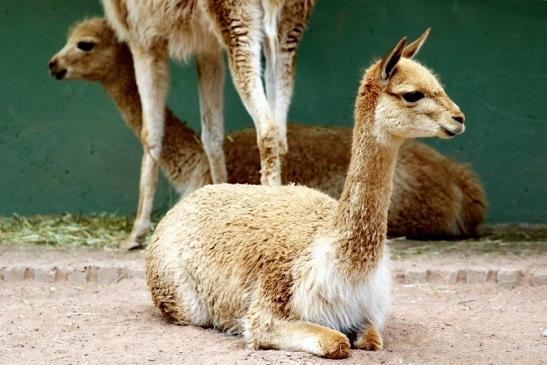 Vikunja Zoo Vivarium Darmstadt 2020