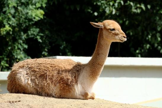 Vikunja Zoo Vivarium Darmstadt 2020