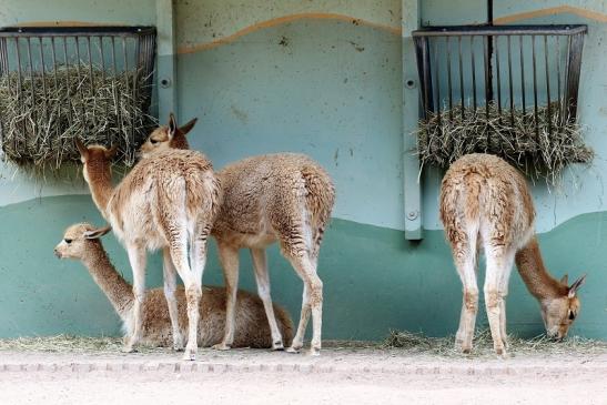 Vikunja Zoo Vivarium Darmstadt 2020