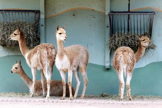 Vikunja Zoo Vivarium Darmstadt 2020