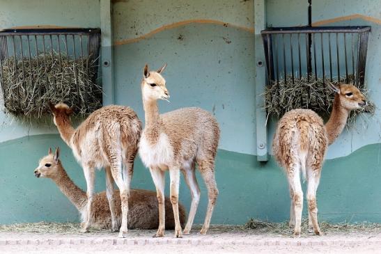 Vikunja Zoo Vivarium Darmstadt 2020