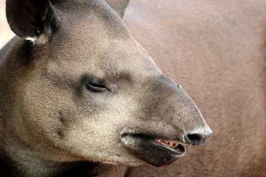 Flachlandtapir Zoo Vivarium Darmstadt 2014