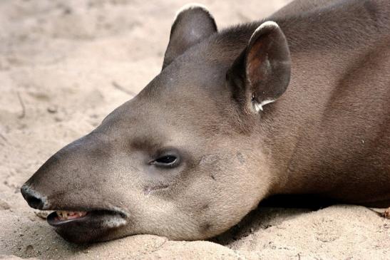 Flachlandtapir Zoo Vivarium Darmstadt 2014