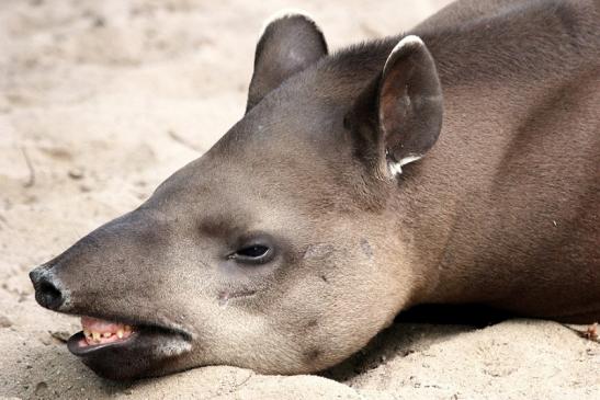 Flachlandtapir Zoo Vivarium Darmstadt 2014