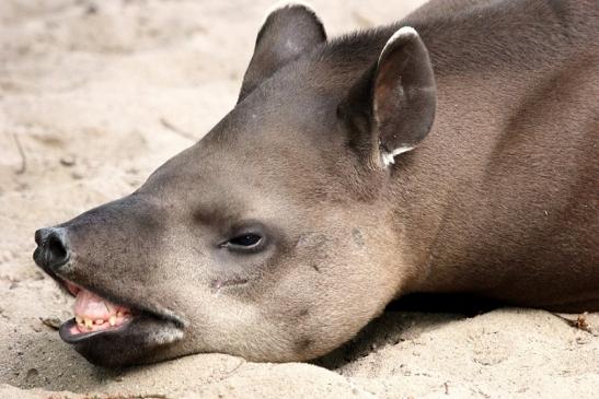 Flachlandtapir Zoo Vivarium Darmstadt 2014