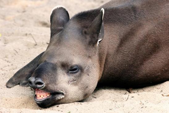 Flachlandtapir Zoo Vivarium Darmstadt 2014