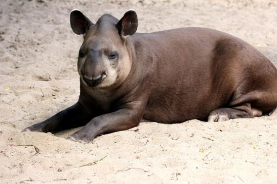 Flachlandtapir Zoo Vivarium Darmstadt 2014