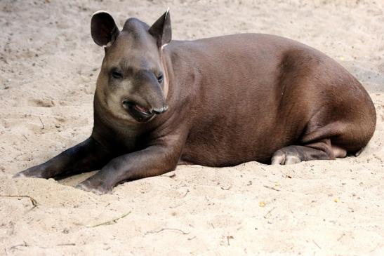 Flachlandtapir Zoo Vivarium Darmstadt 2014