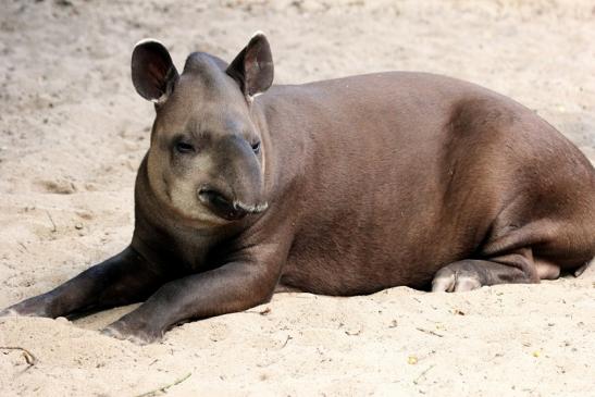 Flachlandtapir Zoo Vivarium Darmstadt 2014