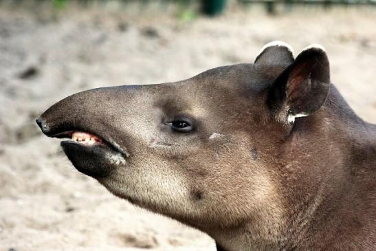 Flachlandtapir Zoo Vivarium Darmstadt 2014