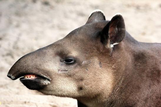 Flachlandtapir Zoo Vivarium Darmstadt 2014