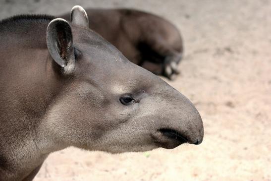 Flachlandtapir Zoo Vivarium Darmstadt 2014