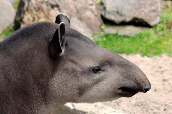 Flachlandtapir Zoo Vivarium Darmstadt 2014