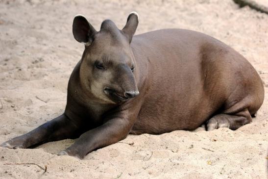 Flachlandtapir Zoo Vivarium Darmstadt 2014