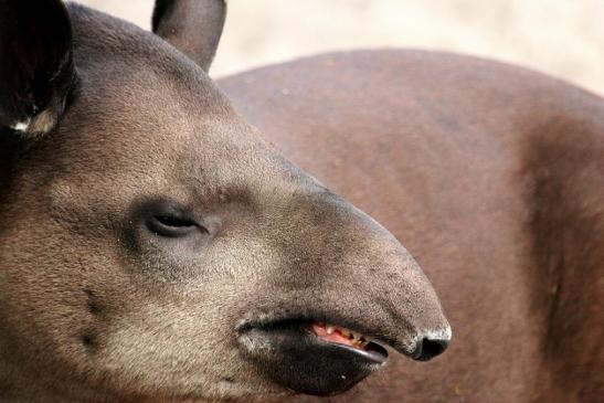 Flachlandtapir Zoo Vivarium Darmstadt 2014