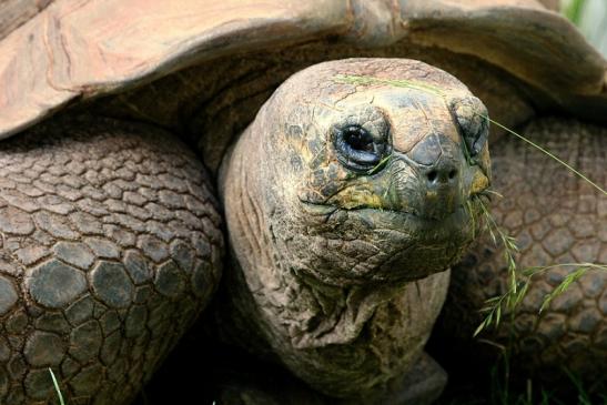 Seychellen Riesenschildkröte Zoo Vivarium Darmstadt 2014