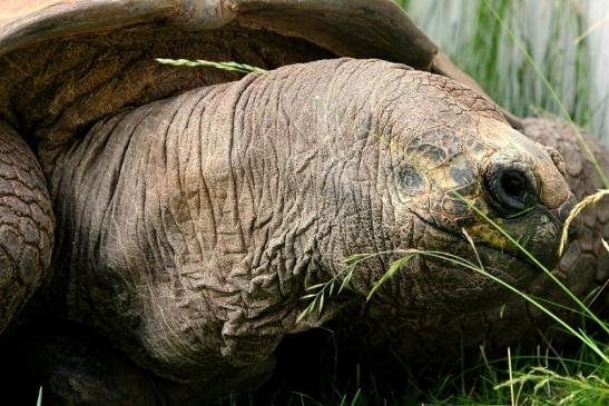 Seychellen Riesenschildkröte Zoo Vivarium Darmstadt 2014