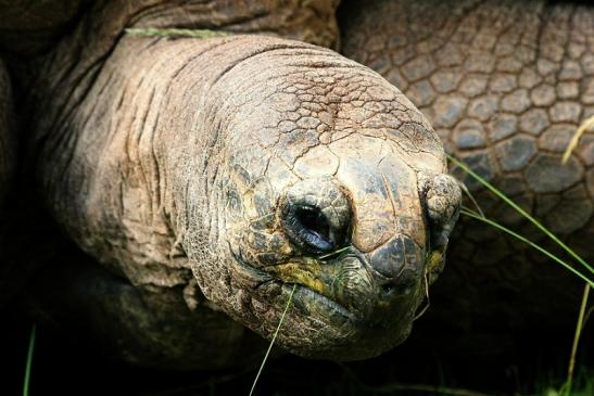 Seychellen Riesenschildkröte Zoo Vivarium Darmstadt 2014