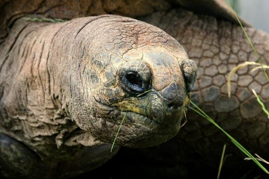 Seychellen Riesenschildkröte Zoo Vivarium Darmstadt 2014