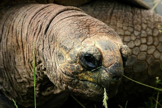 Seychellen Riesenschildkröte Zoo Vivarium Darmstadt 2014