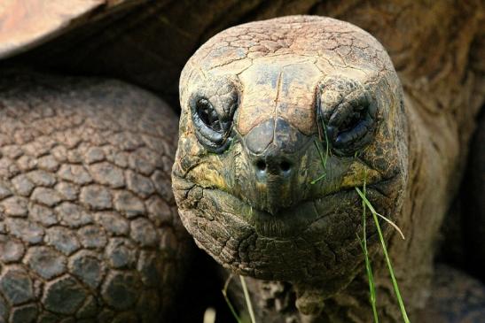 Seychellen Riesenschildkröte Zoo Vivarium Darmstadt 2014