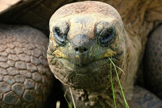 Seychellen Riesenschildkröte Zoo Vivarium Darmstadt 2014