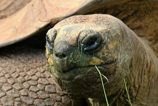 Seychellen Riesenschildkröte Zoo Vivarium Darmstadt 2014