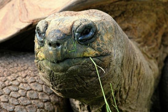 Seychellen Riesenschildkröte Zoo Vivarium Darmstadt 2014