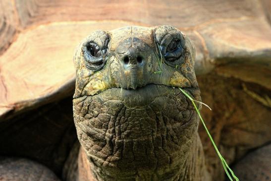 Seychellen Riesenschildkröte Zoo Vivarium Darmstadt 2014