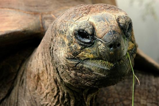 Seychellen Riesenschildkröte Zoo Vivarium Darmstadt 2014