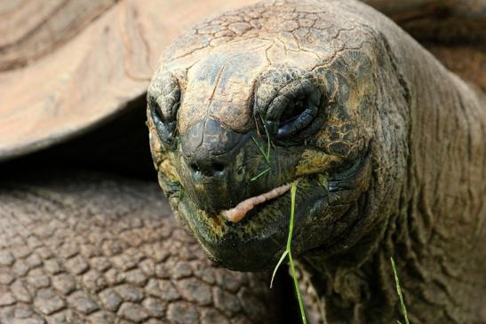 Seychellen Riesenschildkröte Zoo Vivarium Darmstadt 2014