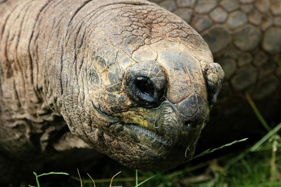 Seychellen Riesenschildkröte Zoo Vivarium Darmstadt 2014