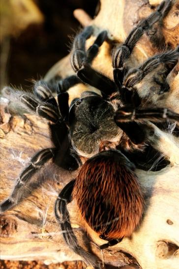 Vogelspinne Zoo Vivarium Darmstadt 2017