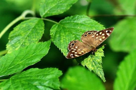 Waldbrettspiel Wildpark Alte Fasanerie Klein Auheim 2017