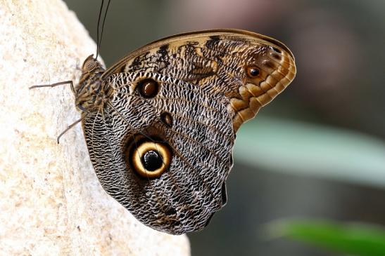 Waldeule Zoo Vivarium Darmstadt 2019