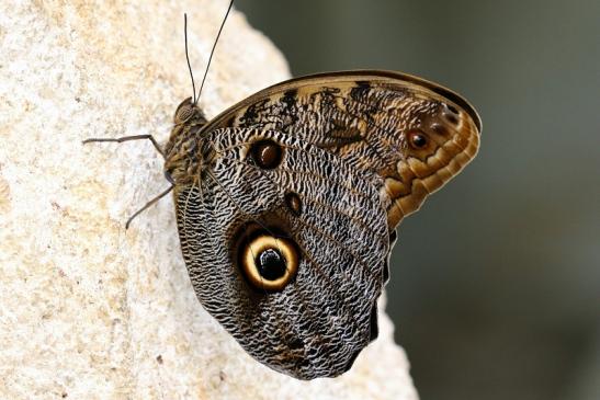 Waldeule Zoo Vivarium Darmstadt 2019