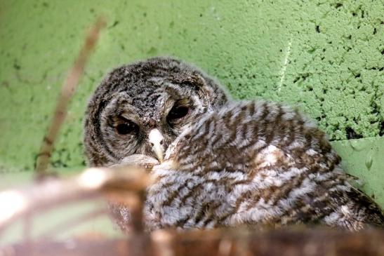 Waldkauz - Nachwuchs - Zoo Vivarium Darmstadt 2020