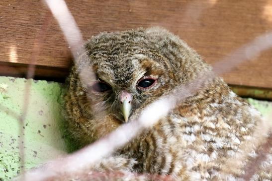 Waldkauz Jungtier Zoo Vivarium Darmstadt 2020