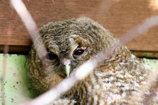 Waldkauz Jungtier Zoo Vivarium Darmstadt 2020