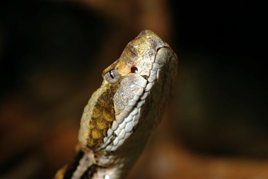 Waldklapperschlange Zoo Vivarium Darmstadt 2014