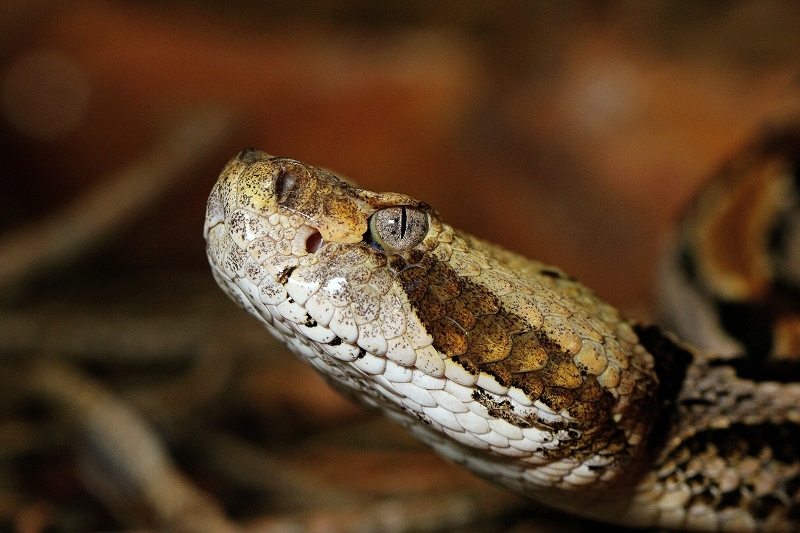 Waldklapperschlange Zoo Vivarium Darmstadt 2014