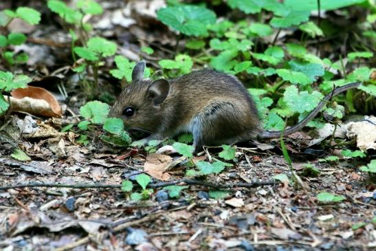 Waldmaus Wildpark Alte Fasanerie Klein Auheim 2017