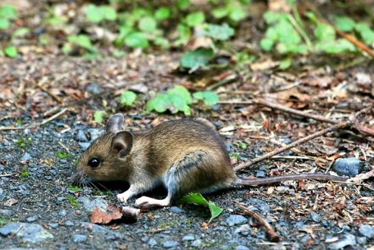 Waldmaus Wildpark Alte Fasanerie Klein Auheim 2017