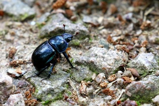 Waldmistkäfer Wildpark Alte Fasanerie Klein Auheim 2021