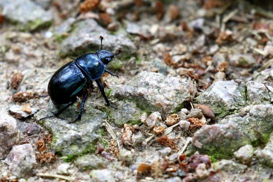 Waldmistkäfer Wildpark Alte Fasanerie Klein Auheim 2021