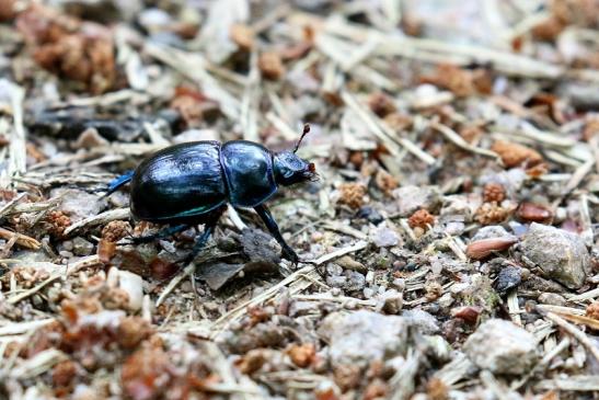 Waldmistkäfer Wildpark Alte Fasanerie Klein Auheim 2021