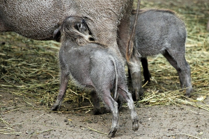 Warzenschwein mit Nachwuchs Opel Zoo Kronberg 2014