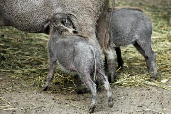 Warzenschwein mit Nachwuchs Opel Zoo Kronberg 2014
