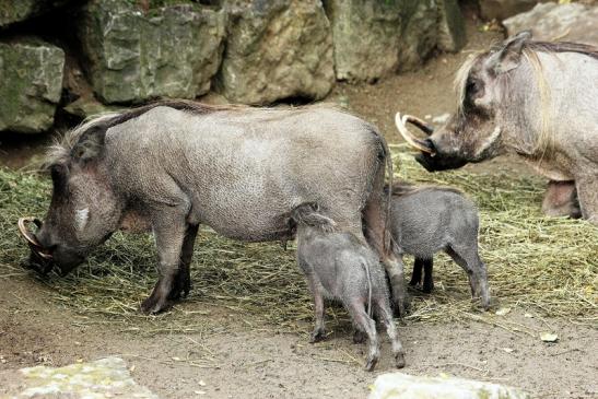 Warzenschwein mit Nachwuchs Opel Zoo Kronberg 2014