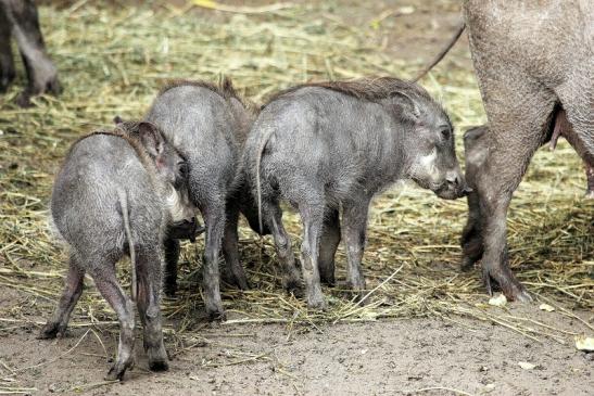 Warzenschwein mit Nachwuchs Opel Zoo Kronberg 2014